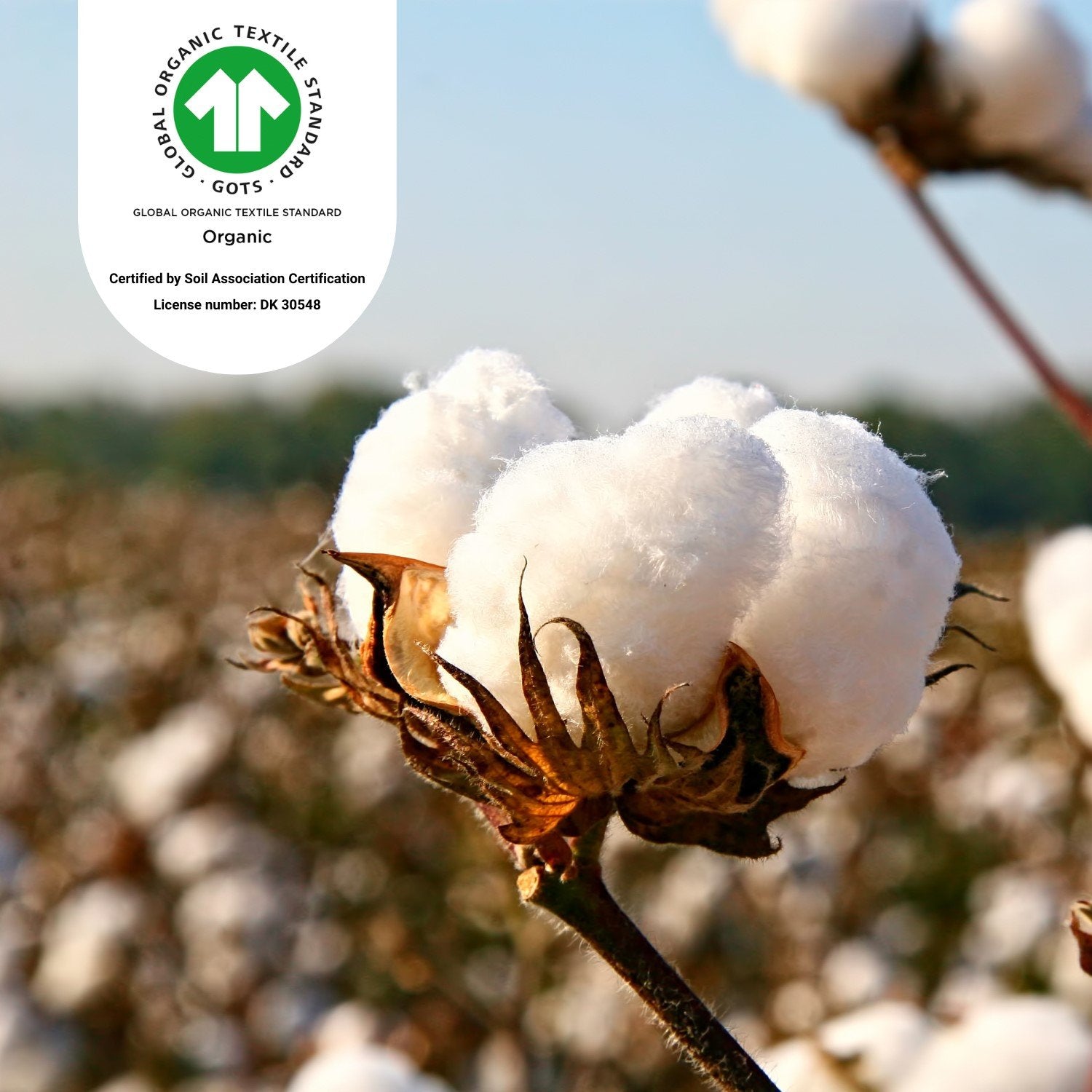 Arinta Organic Cotton V-Shaped Pillowcase - White from Woolroom – natural organic cotton bedding for better sleep