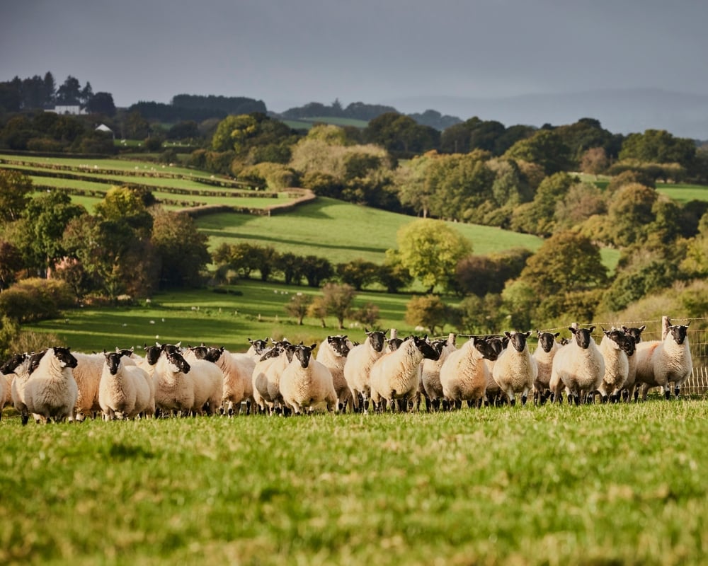Sheep grazing in a lush green field with rolling hills and trees in the background