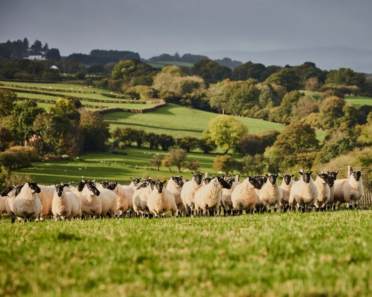Sheep grazing in a lush green field with rolling hills and trees in the background