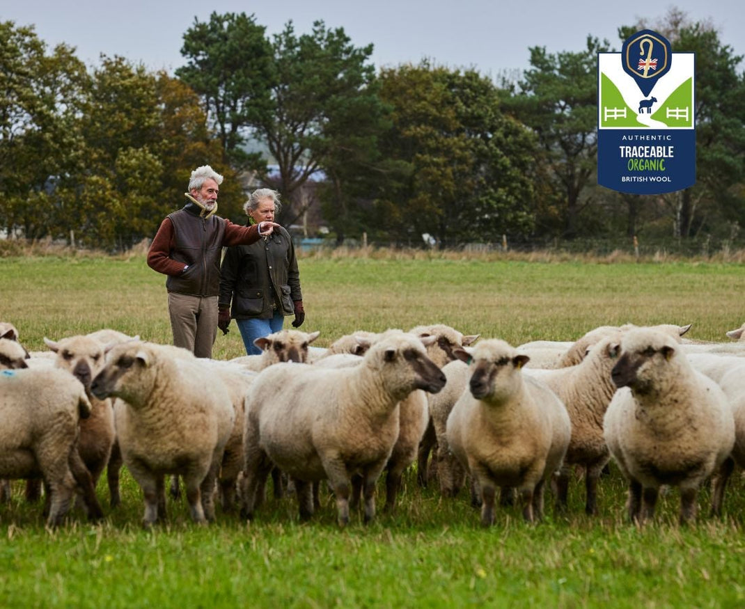 Two people walking among a flock of sheep in a field with a Traceable British Wool logo.