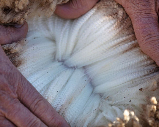 Close Up of Sheep Wool and Skin