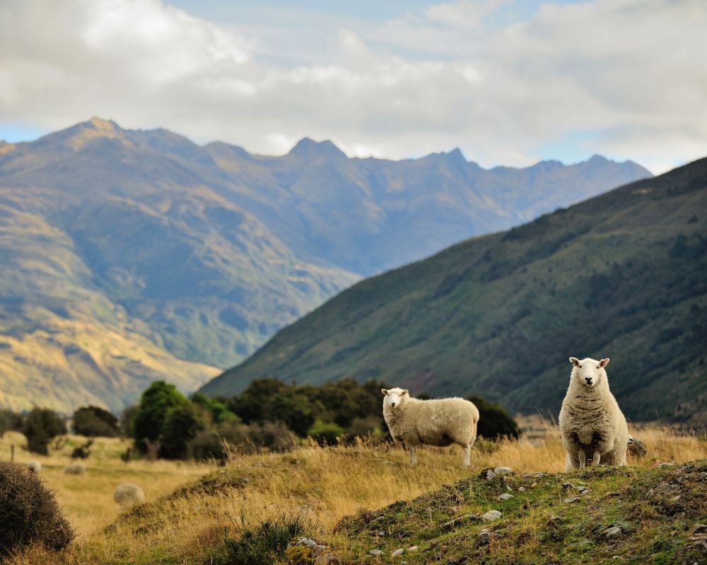 Two sheep standing in a field with mountains in the background