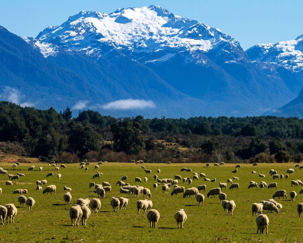 Sheep grazing in a field with snow-capped mountains in the background