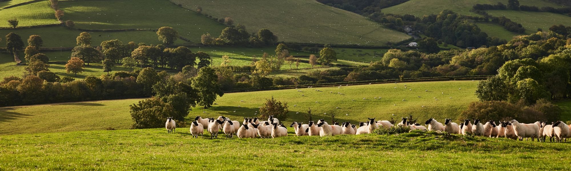 Sheep grazing in a lush green field with rolling hills in the background