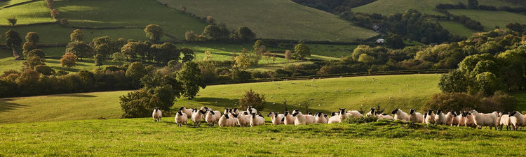 Sheep grazing in a lush green field with rolling hills in the background