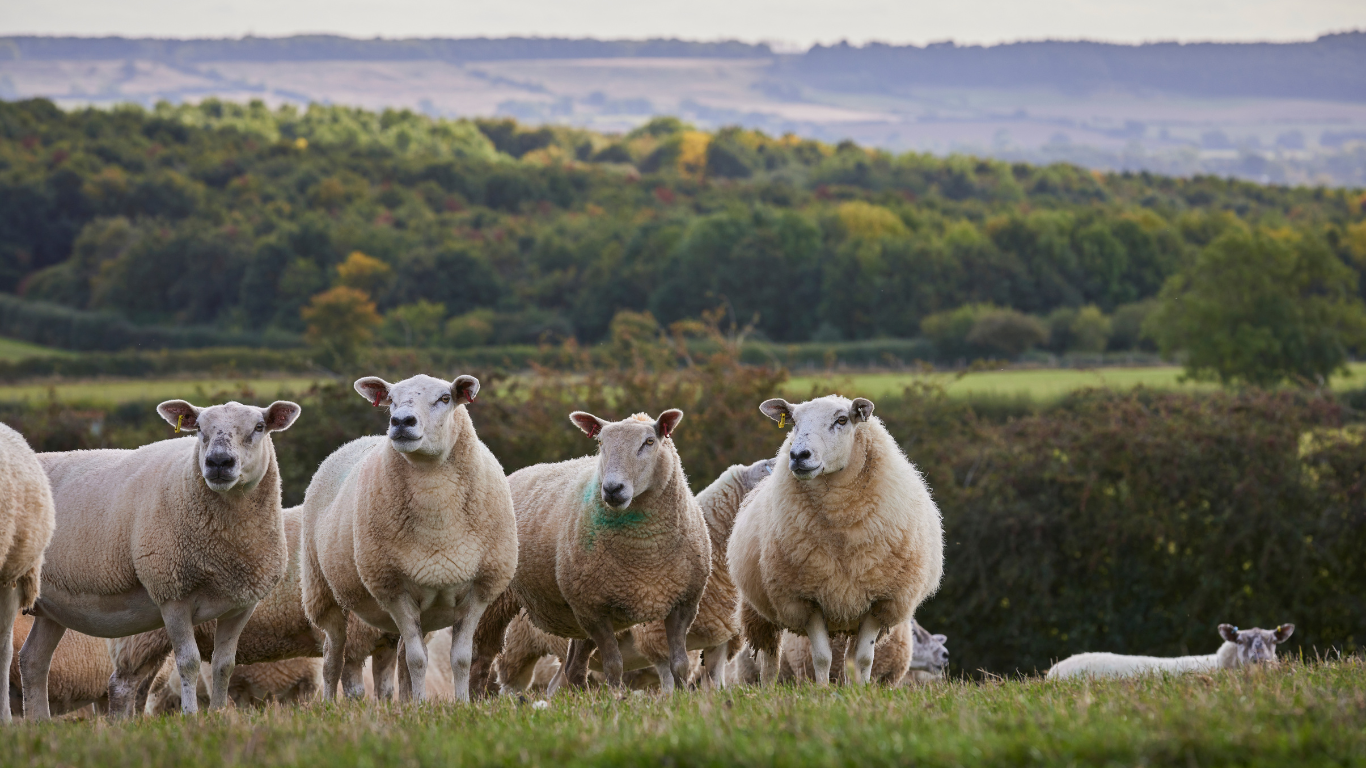 Wool vs Alpaca vs Cashmere: Which Fibre is Best for Your Bed?
