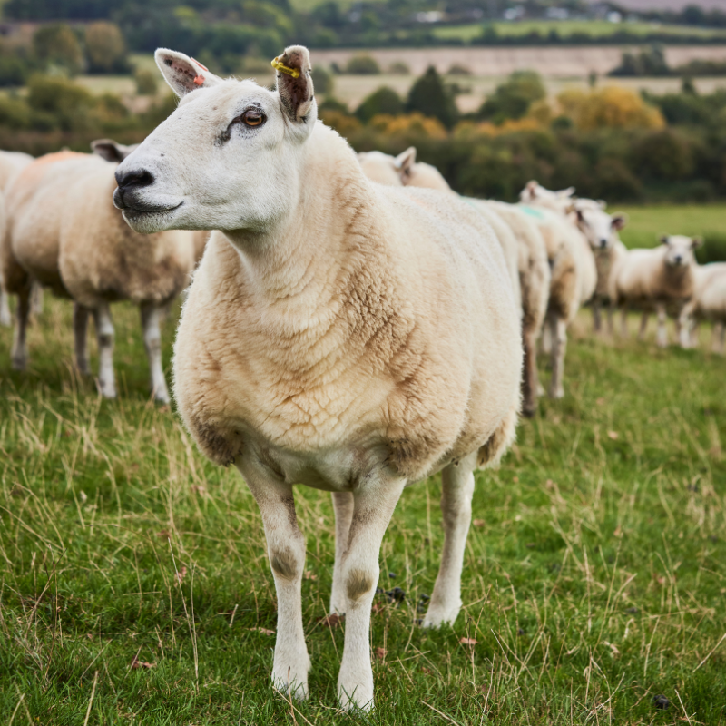Why Traceable Wool Matters (and How Wool ID® Sets the Standard)