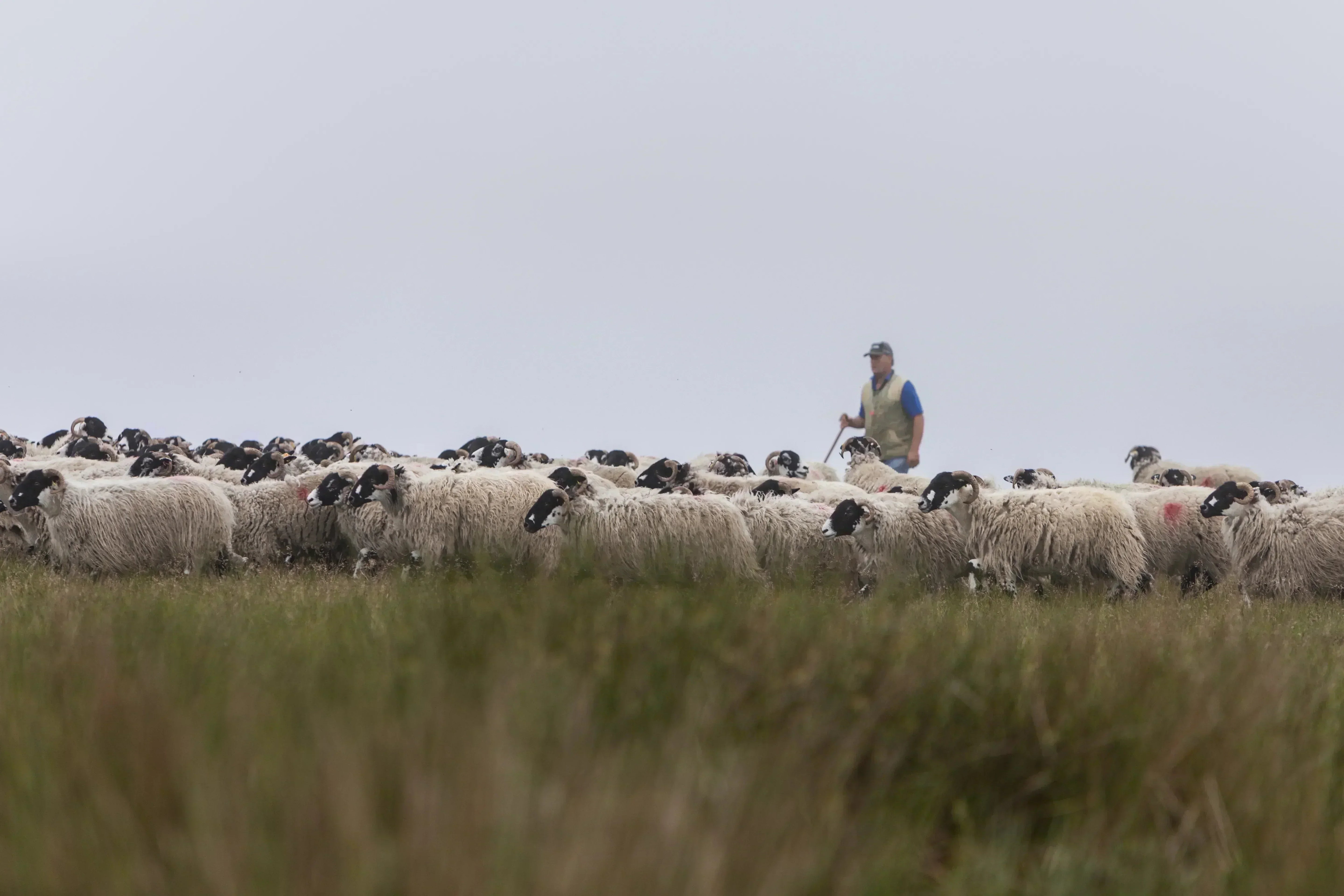 British Wool: The Organisation Behind Britain’s Wool