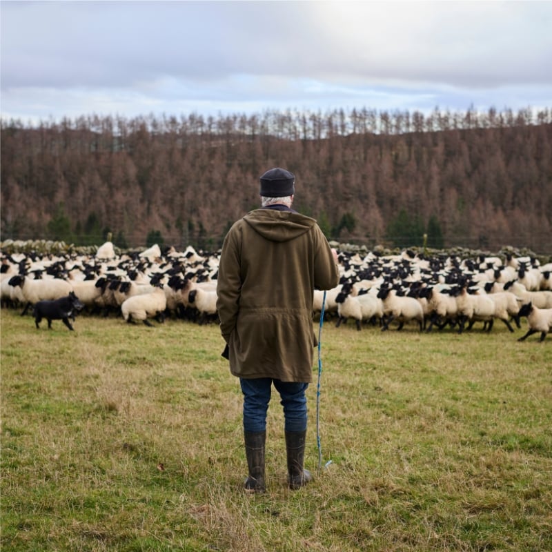 Dobie, our hero farmer, looking over his flock