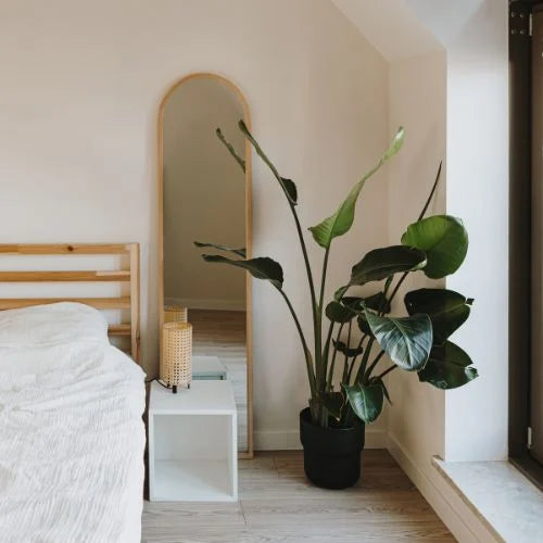 Ssshh…6 Houseplants That Help You Sleep Better