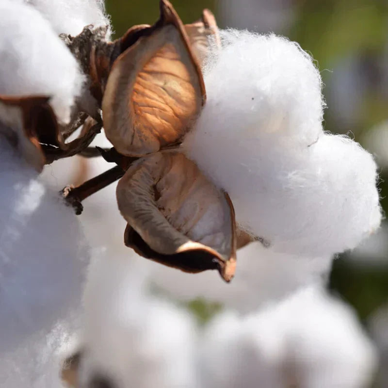 Organic Cotton vs Regular Cotton - Image of a Cotton Flower