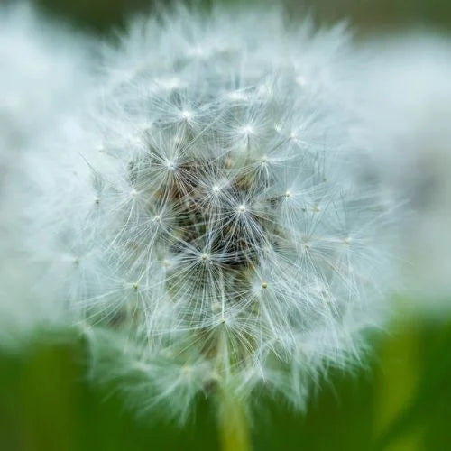 a Dandy lion plant
