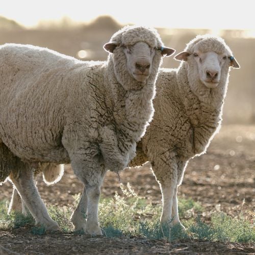 Does Merino Wool Require Special Care?