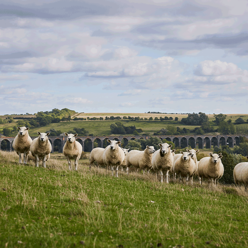 Sheep to Sleep: The Woolroom Journey