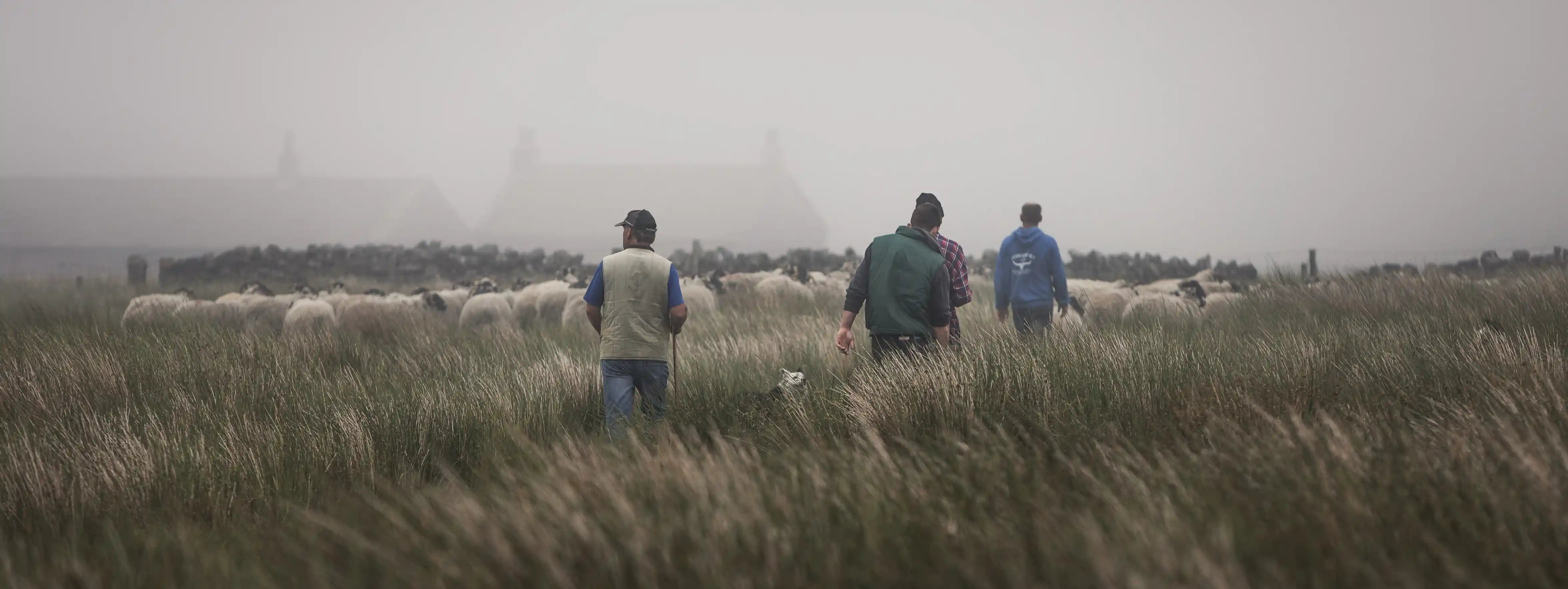 Shepherds and a sheepdog walking through tall grass, herding a flock of sheep across a misty moorland field toward a farmhouse in the fog.