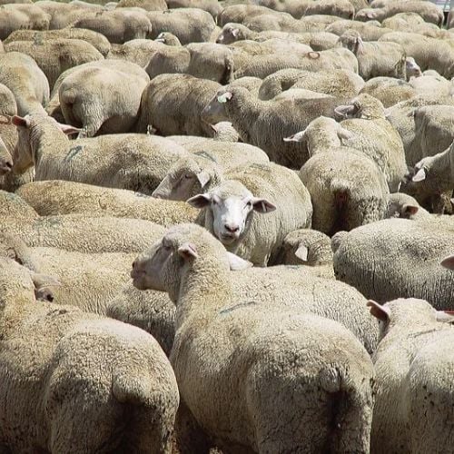 Flock of sheep
