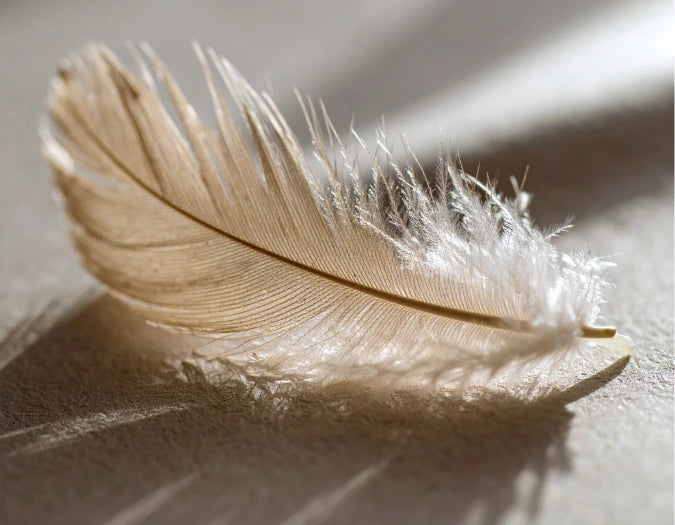 Single feather on a light background with large shadows