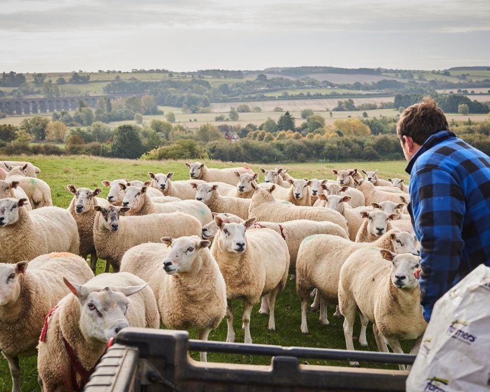 Shepherd monitoring a flock of sheep in a field with a scenic background