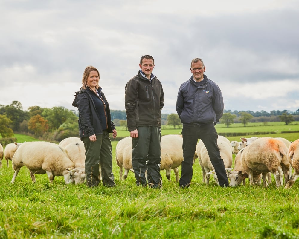 Three people standing in a field with sheep