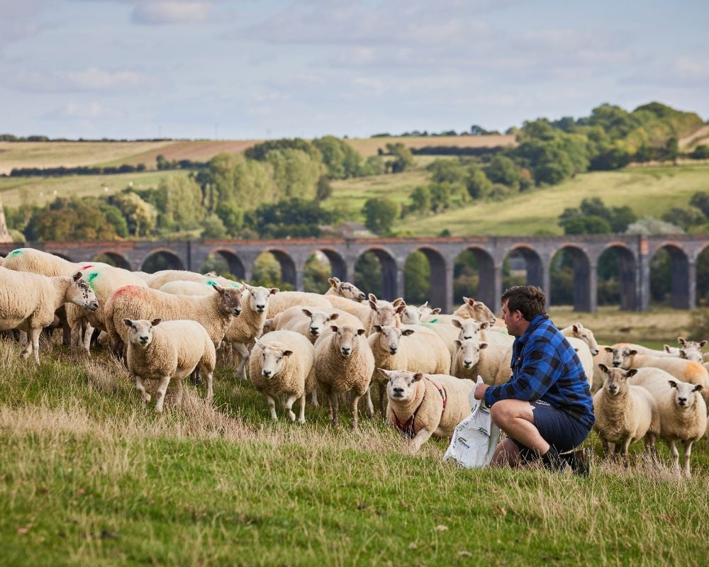 Tom Scott with his flock of sheep