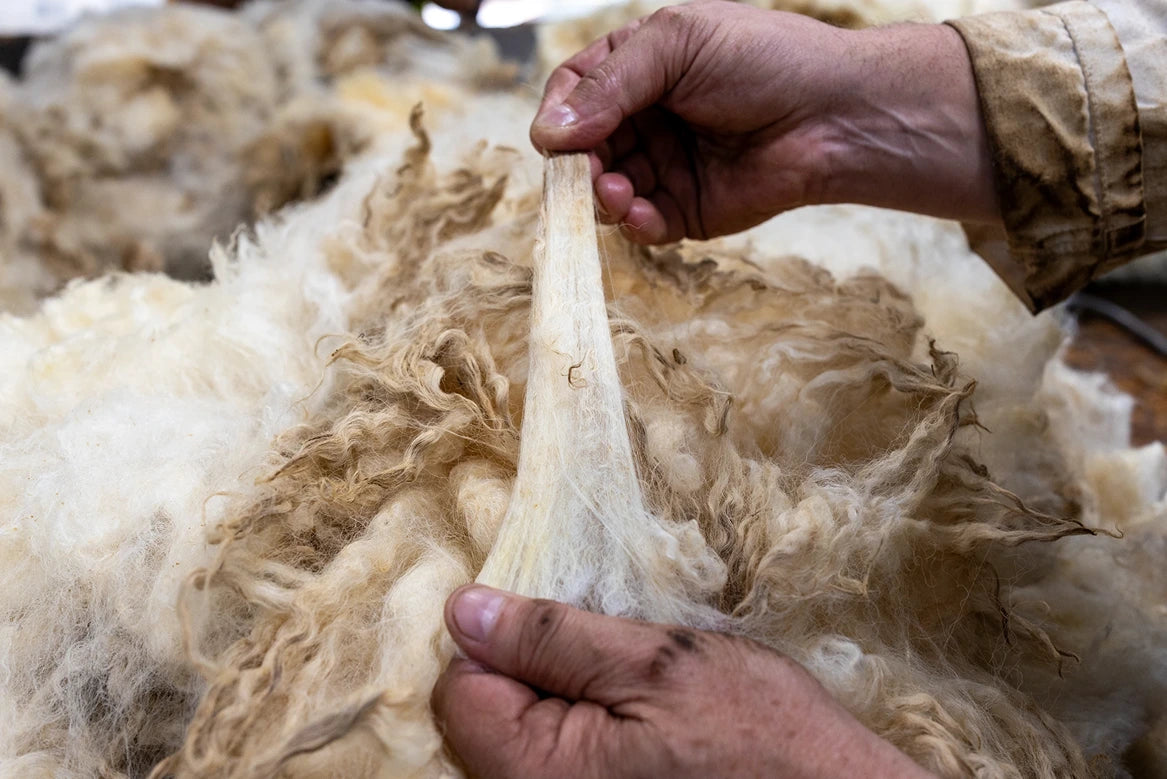 Close-up of a person's hands stretching a thick, curly fiber sample from a pile of beige and off-white wool or fleece.