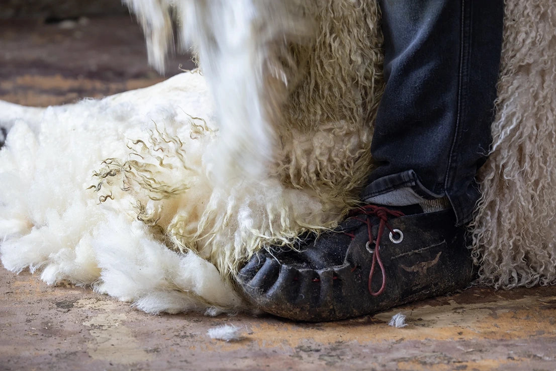 A close-up action shot of a person's foot in a black leather boot with red laces, pushing away a thick, curly white sheep's fleece on a rustic wooden floor.