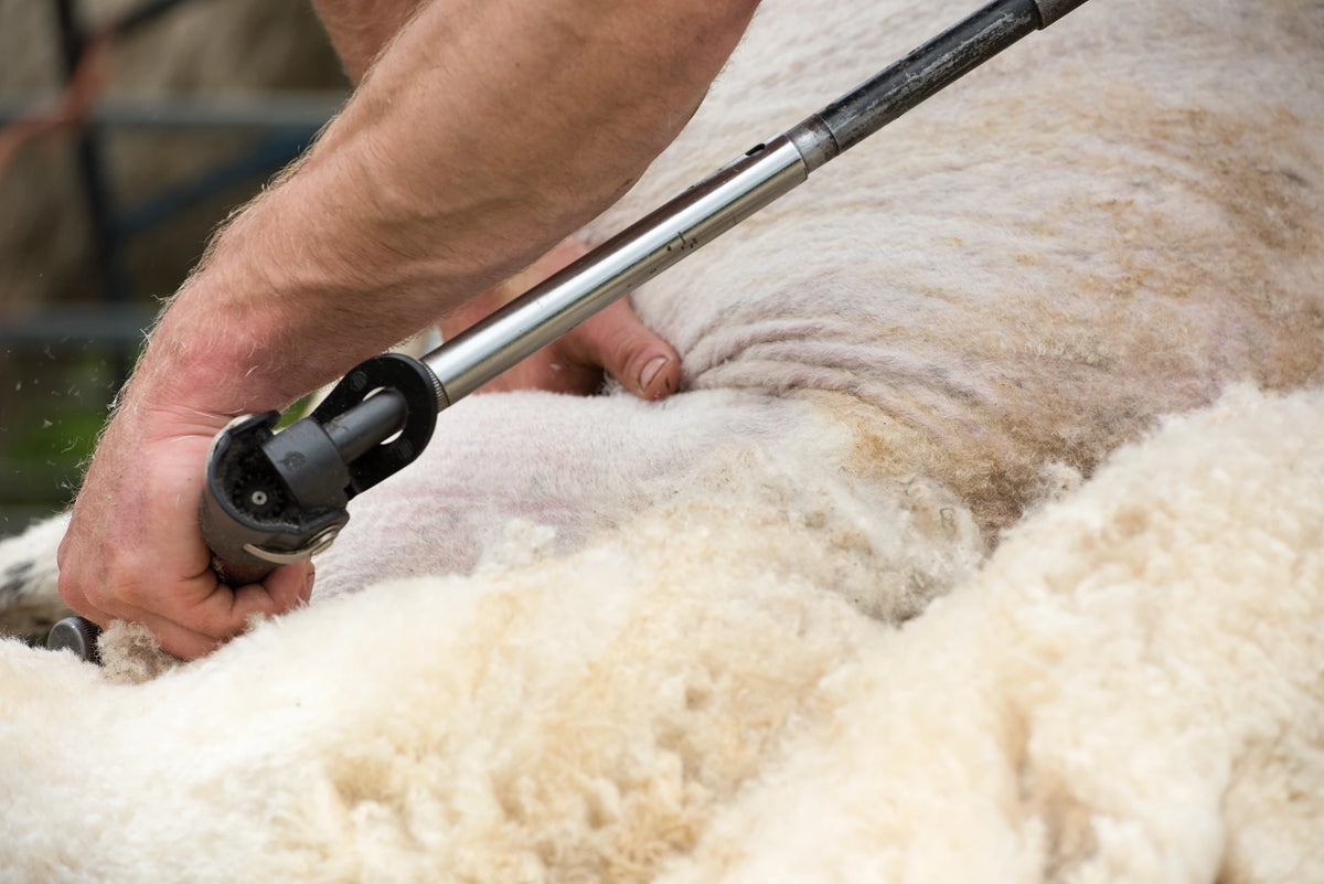 A close-up of a person using an electric sheep shearing clipper to remove wool from a sheep in a real outdoor setting.