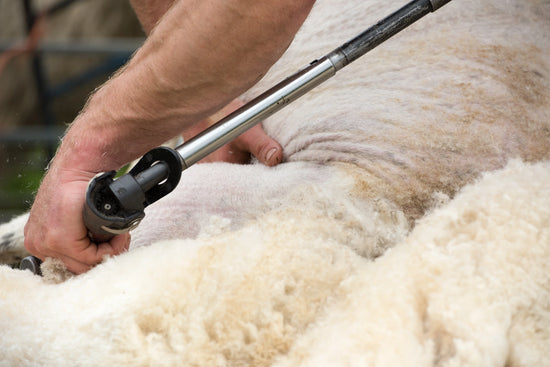 A close-up of a person using an electric sheep shearing clipper to remove wool from a sheep in a real outdoor setting.