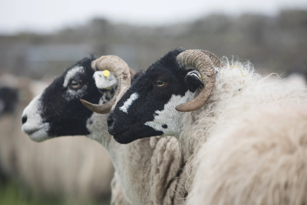 Two black-and-white rams with large curved horns standing close together in a field. The foreground ram has thick off-white wool and a black face with white markings, while the second ram is mostly out of focus in the background.