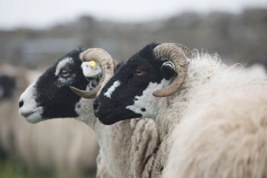 Two black-and-white rams with large curved horns standing close together in a field. The foreground ram has thick off-white wool and a black face with white markings, while the second ram is mostly out of focus in the background.