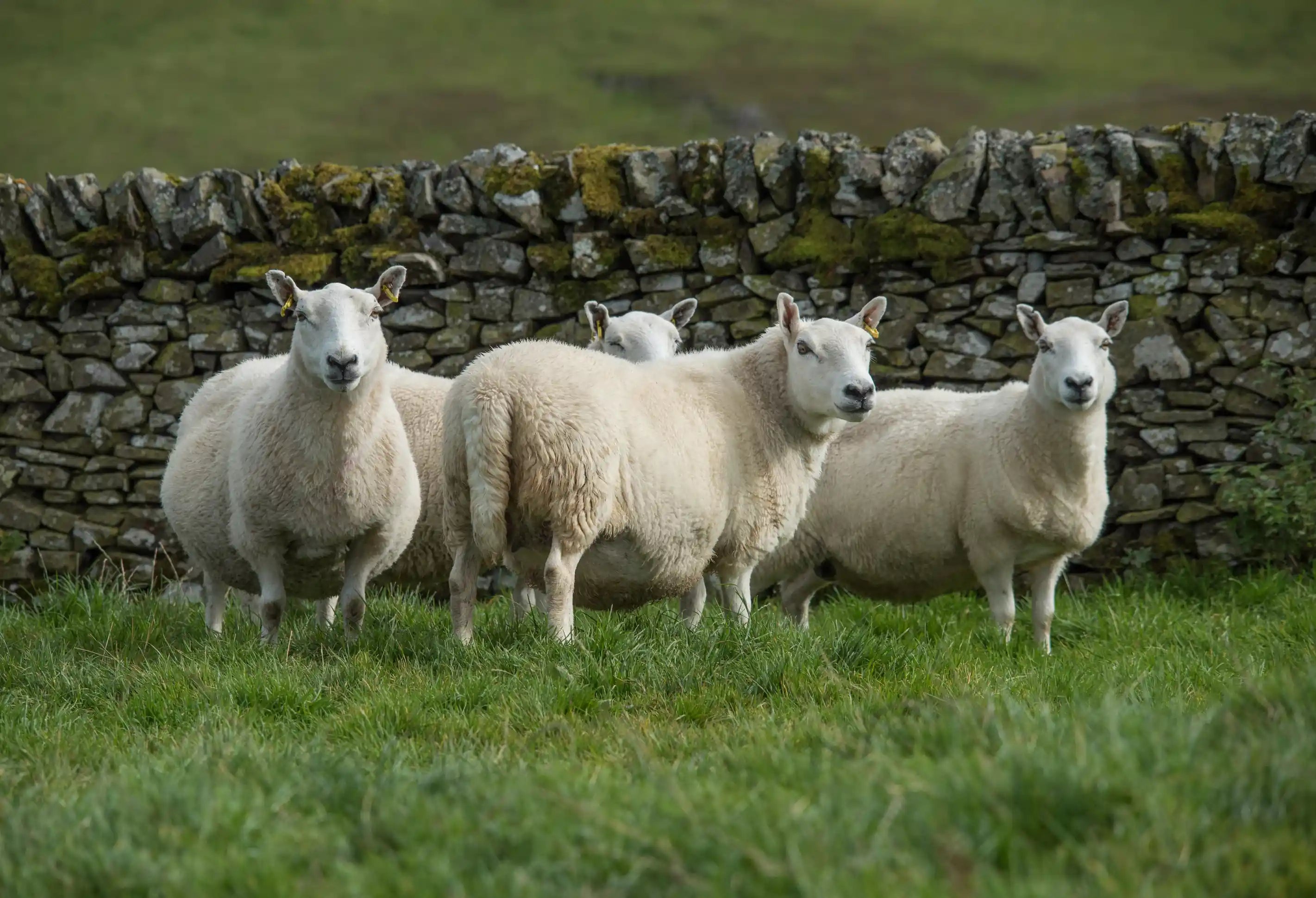 Four sheep with ear tags standing on grass in front of a moss-covered drystone wall.