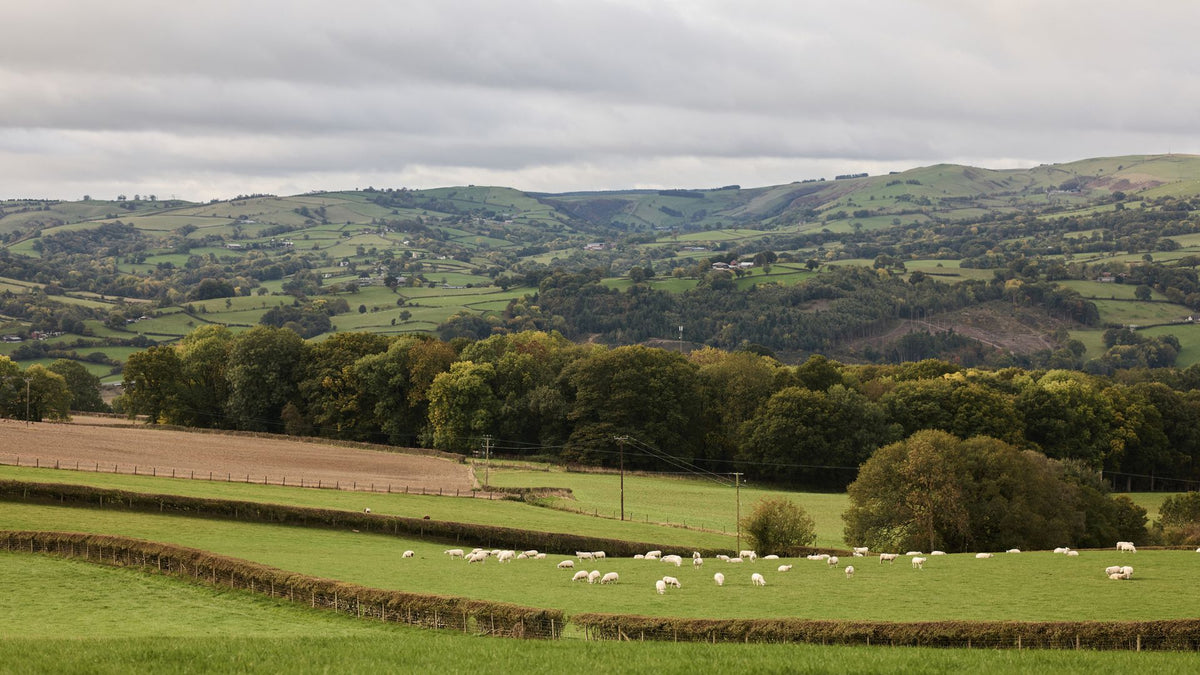 Red House Farm Ropsley Red House Farm, Powys - Where Welsh Hills Meet Woolroom’s Deluxe Comfo