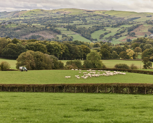 sheep in a field with mountainous background, taken on location at a Wool ID farm