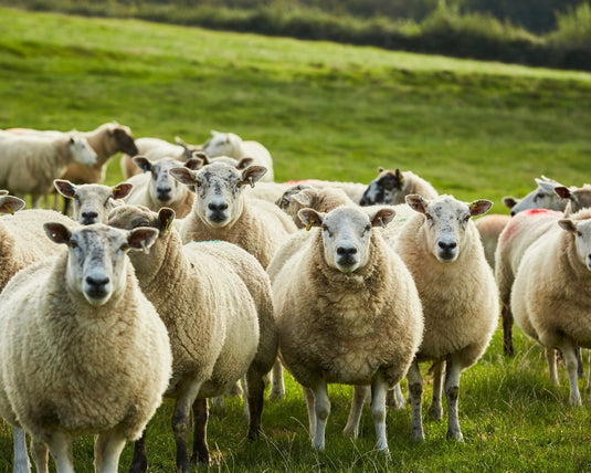 Sheep standing in a grassy field