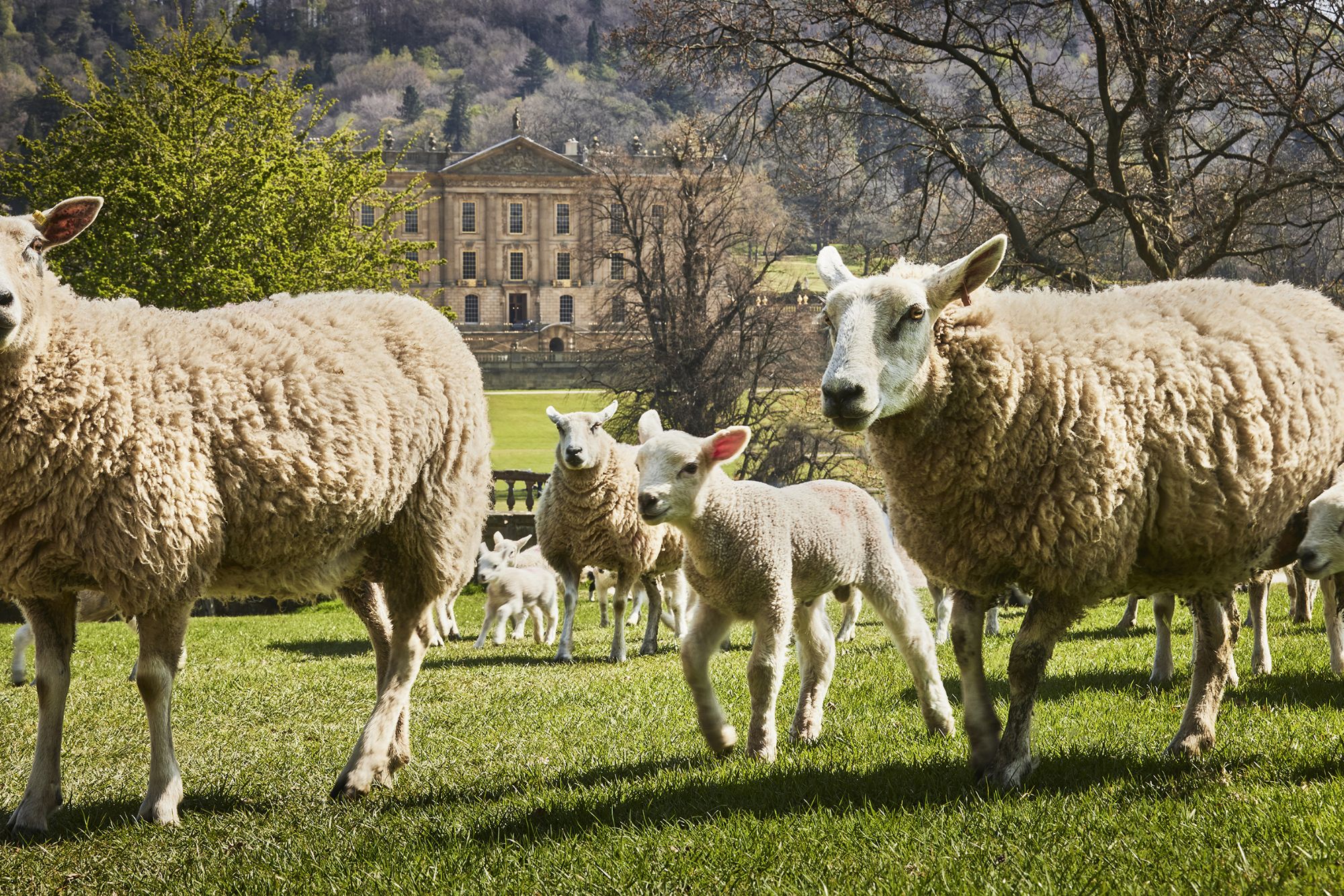 Sheep and lambs with Chatsworth house in the background
