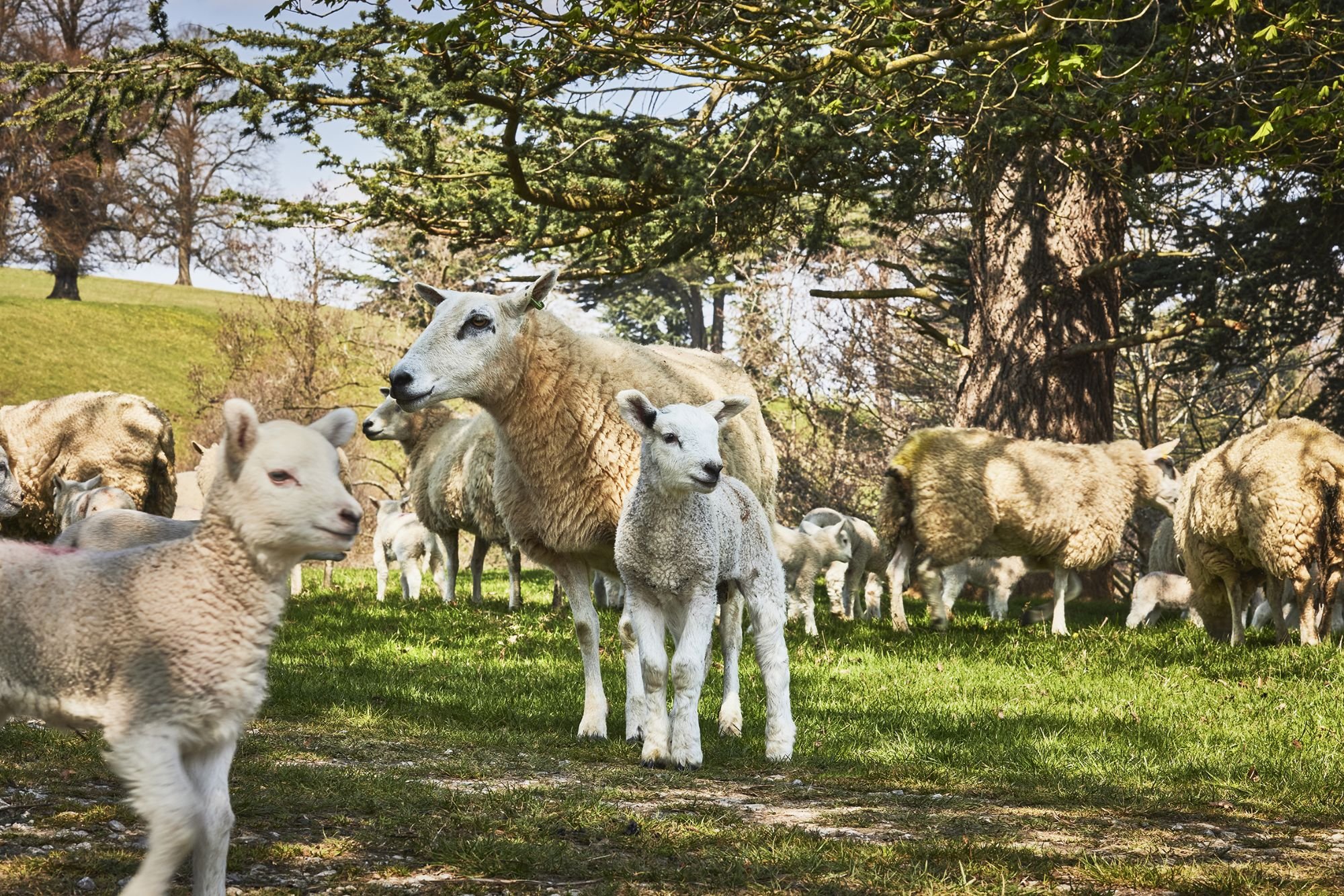 Sheep and lambs under the trees