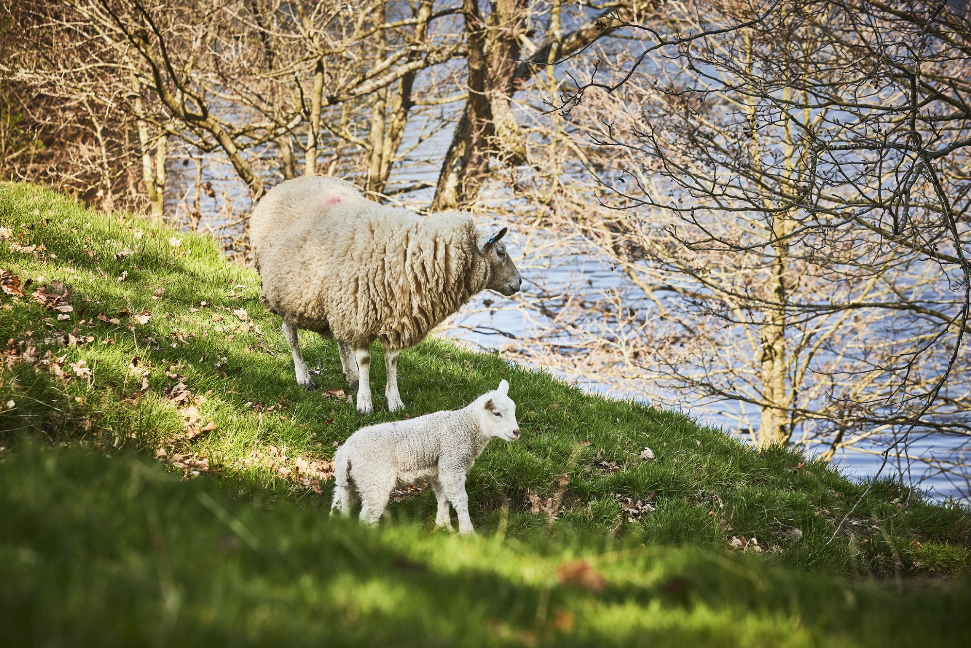 Sheep and lamb down by the river