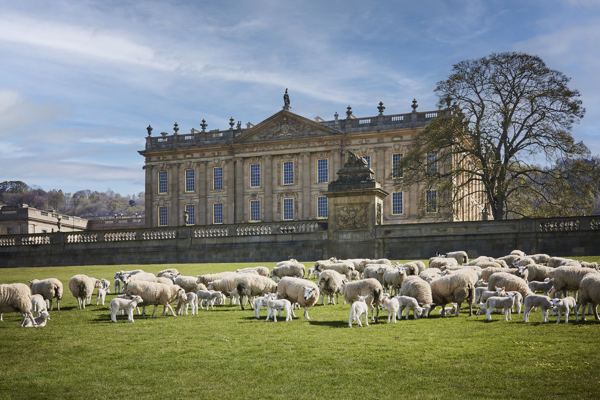 Sheep and lambs infront of Chatsworth house
