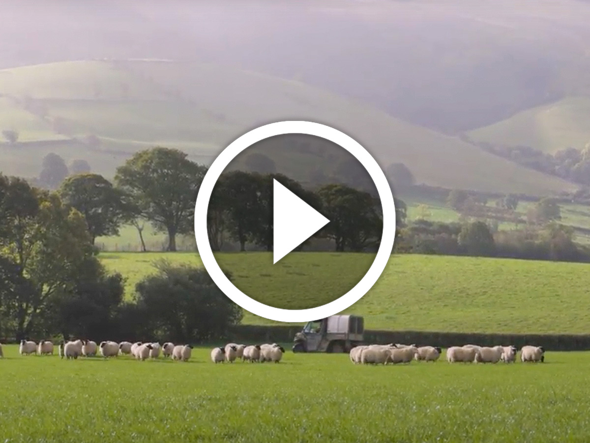 Video of deluxe range wool