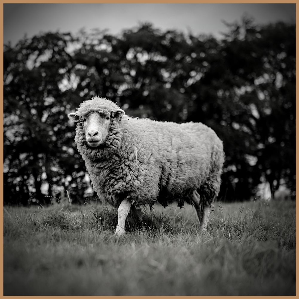 Singular sheep in a field