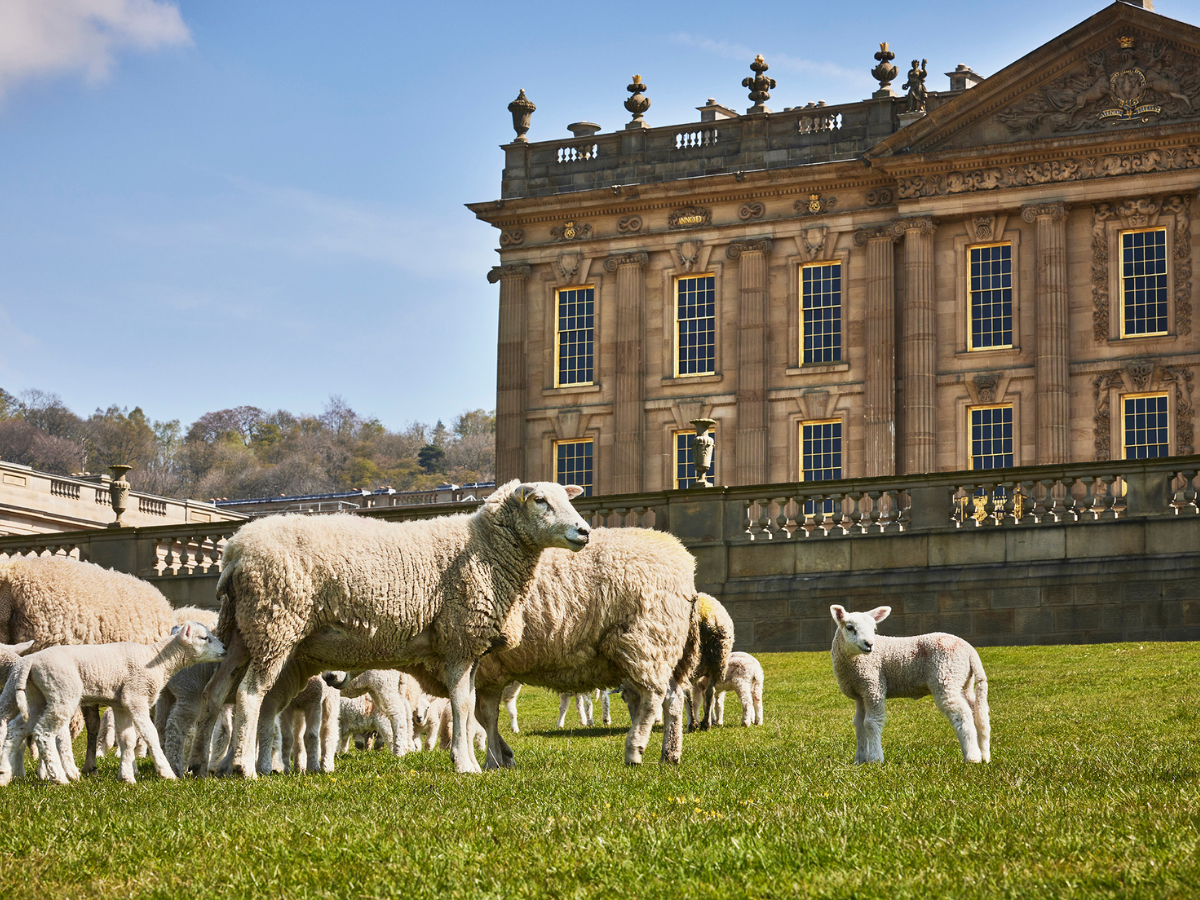 Sheep and lambs infront of chatsworth house