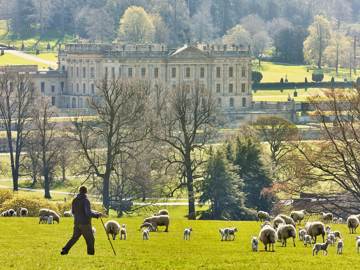 farmer with sheep and lambs looking down on chatsworth house