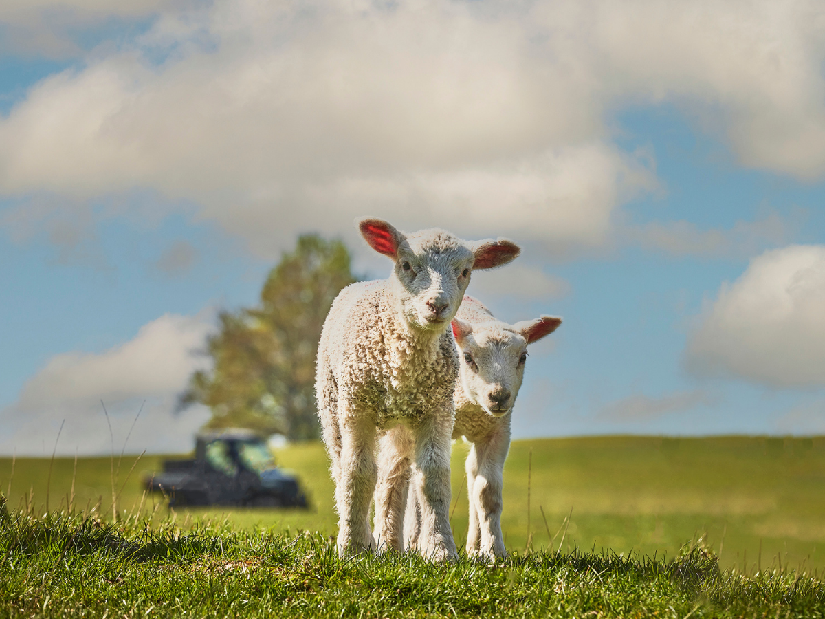 two lambs in the field
