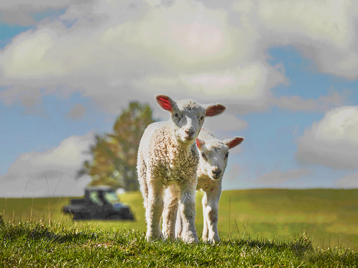 two lambs in the field