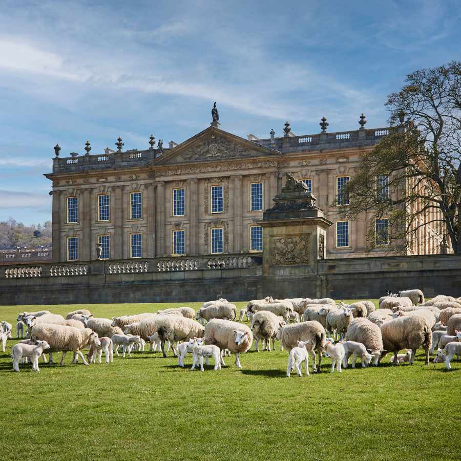 Sheep and lambs infront of chatsworth house