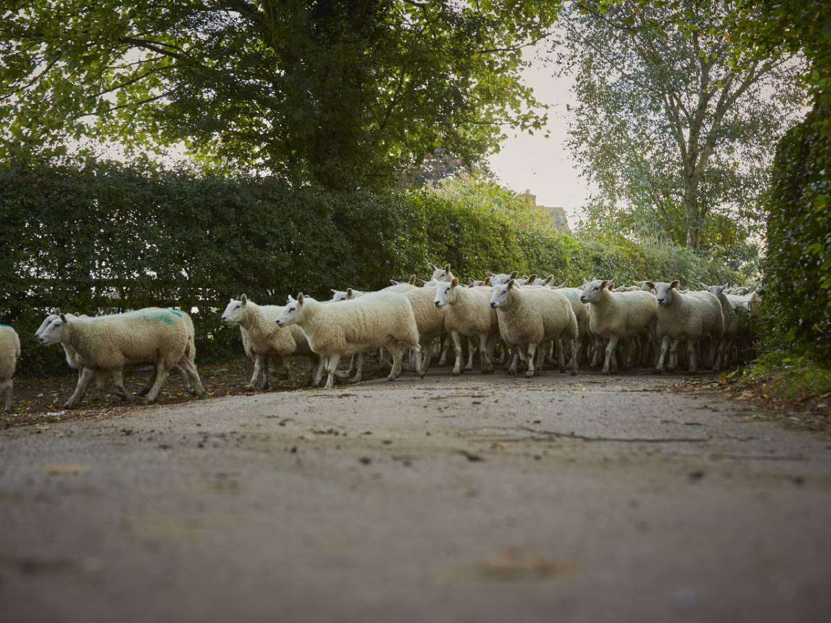 Flock of sheep on the road