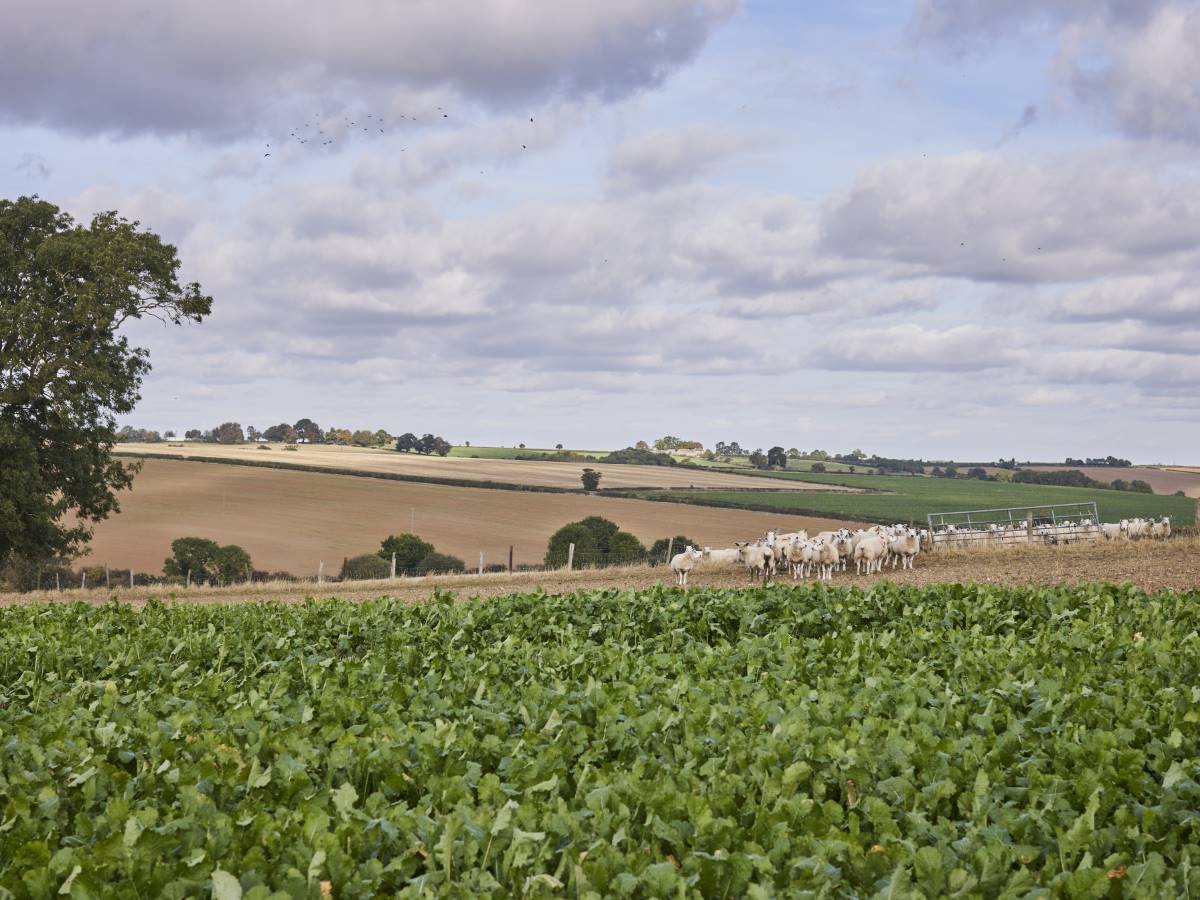 Flock of sheep moving fields