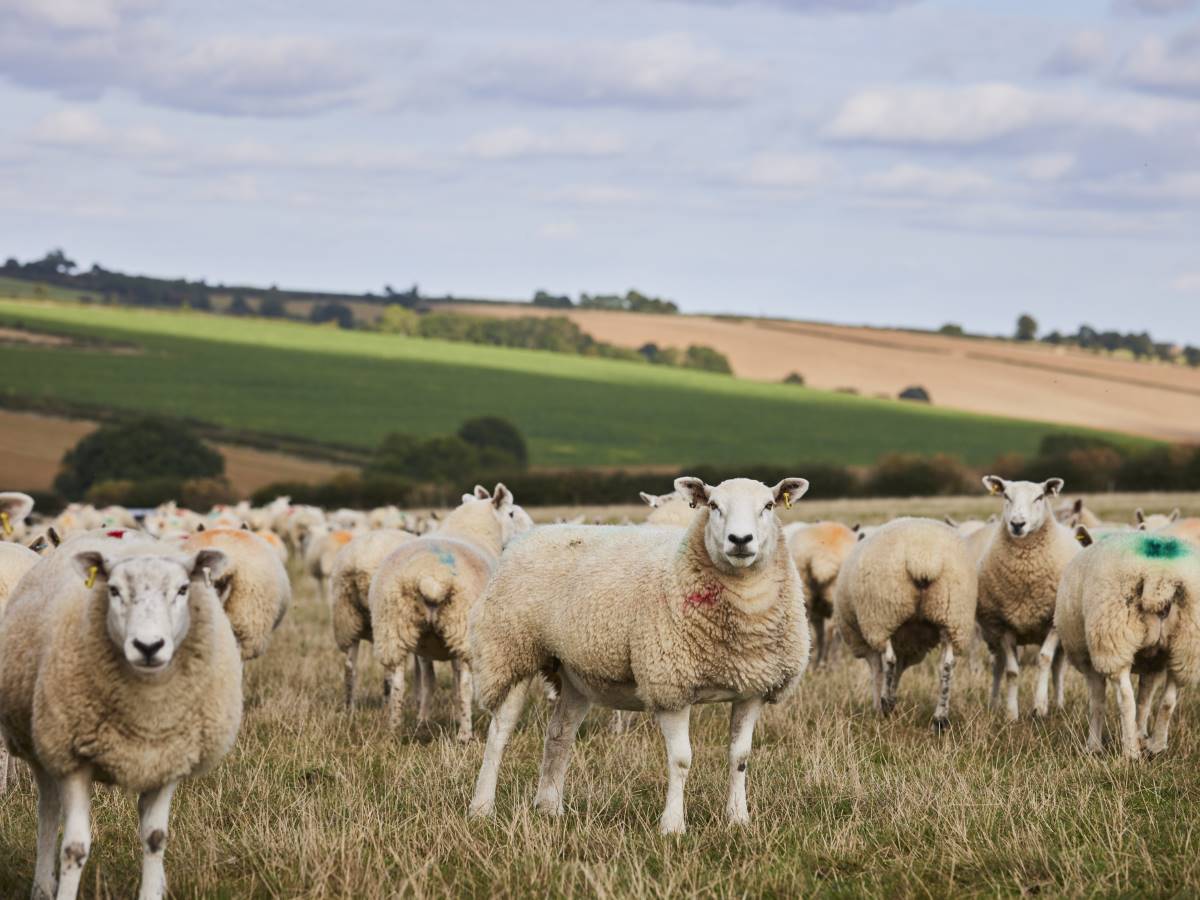 Flock of sheep in a field