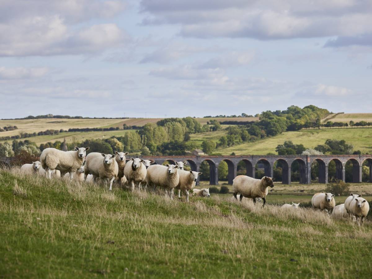 flock of sheep with viaduct in the background