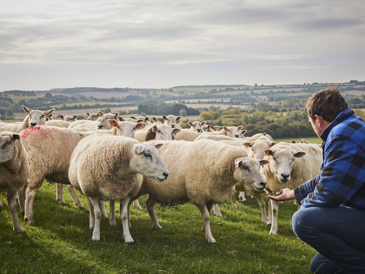 Tom Scott feeding the sheep